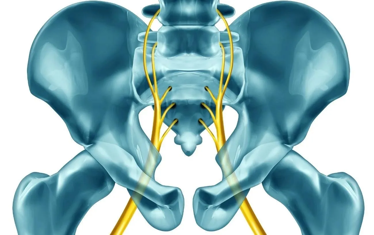 Седалищный нерв проходит через таз и нижнюю часть спины